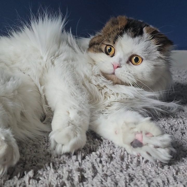 Brown and white Scottish Fold Longhair girl from BestOfTheBest cattery in Pennsylvania. Affectionate, playful, talkative, with perfect tiny folded ears and eyes full of love.