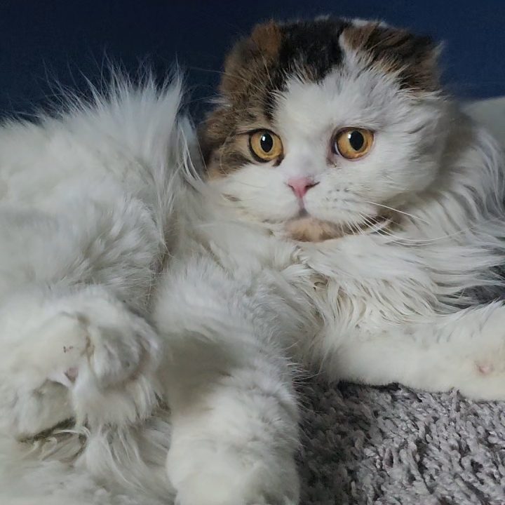 Brown and white Scottish Fold Longhair female from BestOfTheBest cattery in Pennsylvania. Very affectionate, playful, and loves to “talk.”