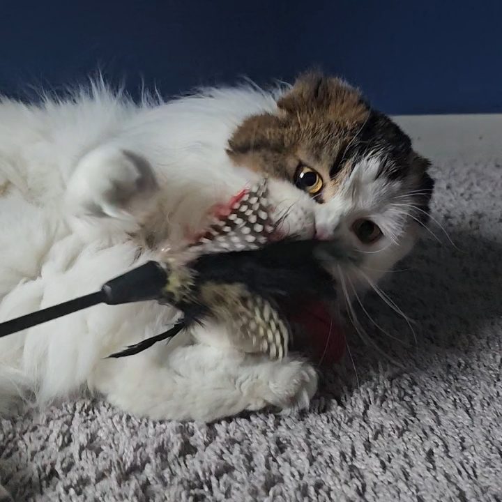 Brown and white Scottish Fold Longhair female from BestOfTheBest cattery in Pennsylvania. Very affectionate, playful, and loves to “talk.”