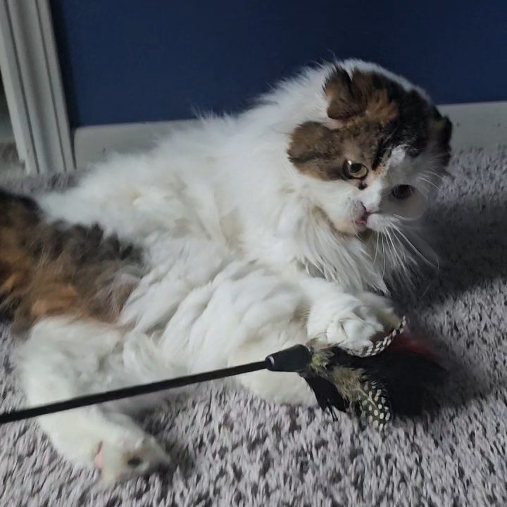 Brown and white Scottish Fold Longhair female from BestOfTheBest cattery in Pennsylvania. Very affectionate, playful, and loves to “talk.”