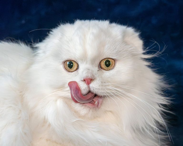White Scottish Fold Longhair female from BestOfTheBest cattery in Pennsylvania – very affectionate, playful, elegant, and well-socialized.
