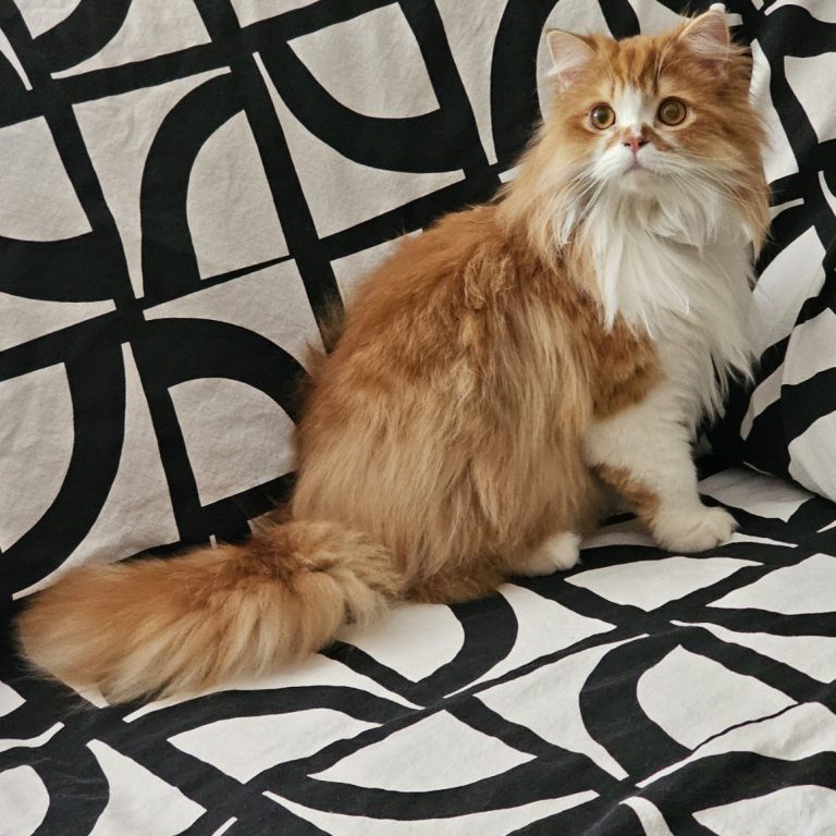 Male Scottish Straight Longhair in orange, red, and white from BestOfTheBest cattery in Pennsylvania – elegant, affectionate, playful, and well-socialized.