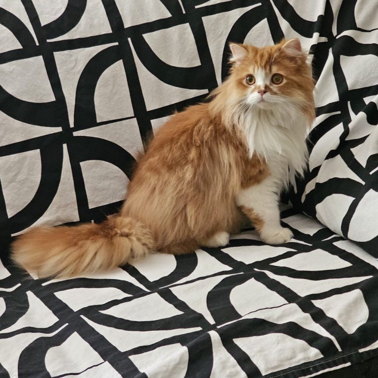 Male Scottish Straight Longhair in orange, red, and white from BestOfTheBest cattery in Pennsylvania – elegant, affectionate, playful, and well-socialized.