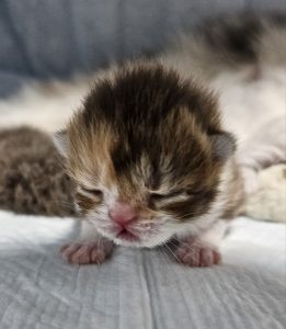 Newborn Scottish Fold / Straight chocolate tortie girl kitten – BestOfTheBest Cattery, Philadelphia