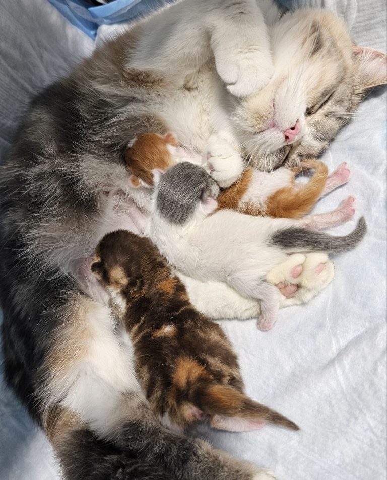 Scottish cat with newborn kittens of various colors — BestOfTheBest elite Scottish Fold and Straight cattery in Philadelphia