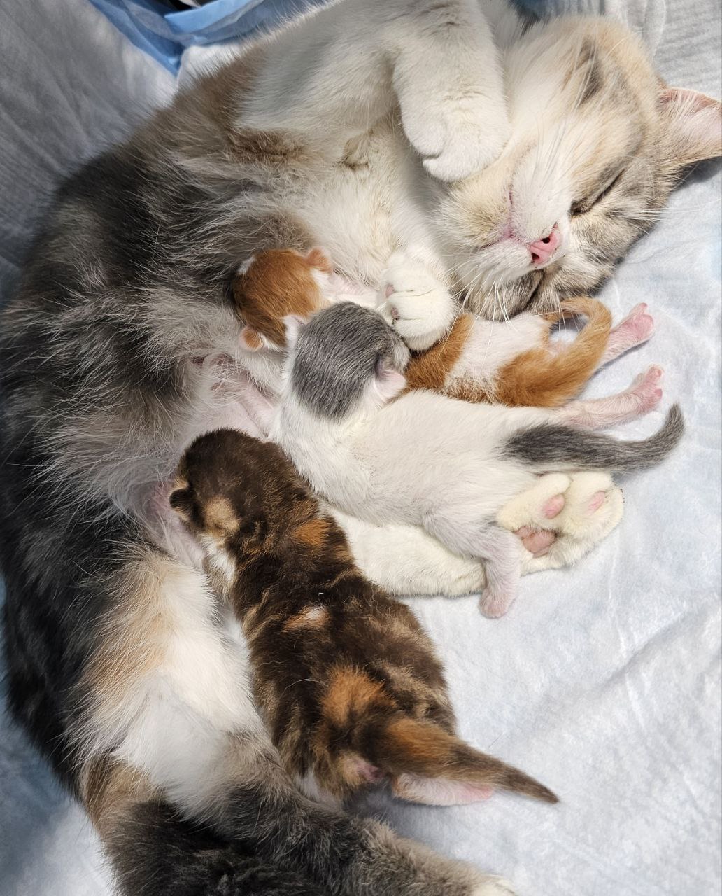 Scottish cat with newborn kittens of various colors — BestOfTheBest elite Scottish Fold and Straight cattery in Philadelphia
