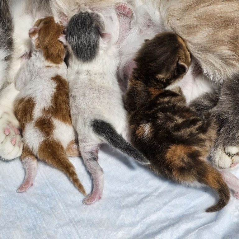 Scottish Fold and Scottish Straight kittens with mom — three babies: red, gray bicolor, and a chocolate tortoiseshell with a beautiful circle on her side | BestOfTheBest, Philadelphia