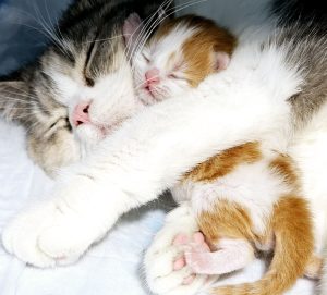 Scottish cat cuddling her red (orange) kitten — BestOfTheBest cattery in Philadelphia