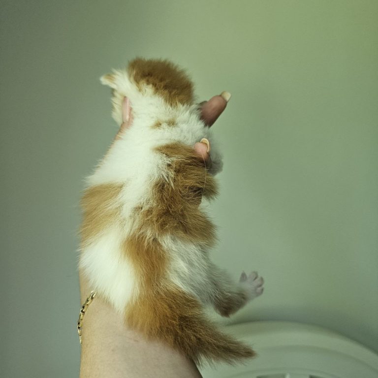 Red tabby and white Scottish Straight kitten Winton from BestOfTheBest cattery in Philadelphia