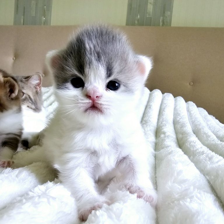 Rare Scottish Straight male kitten with tabby and blue markings in Philadelphia.