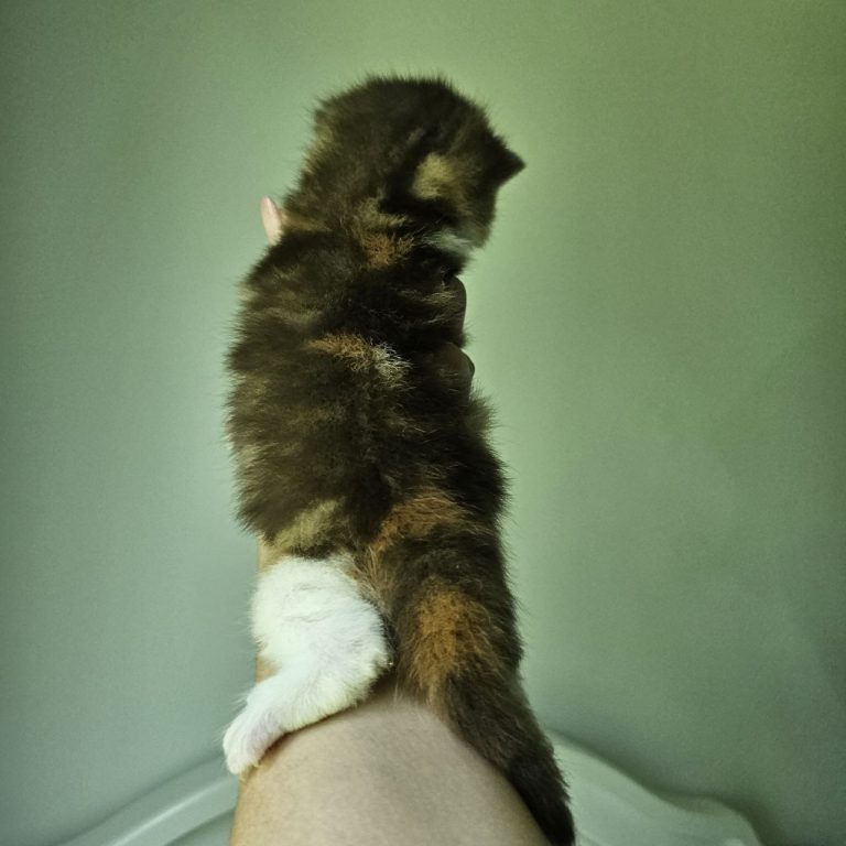 Chocolate red tabby and white Scottish Straight kitten for sale.