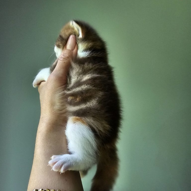 Scottish Straight kitten with rare chocolate red tabby and white coat.