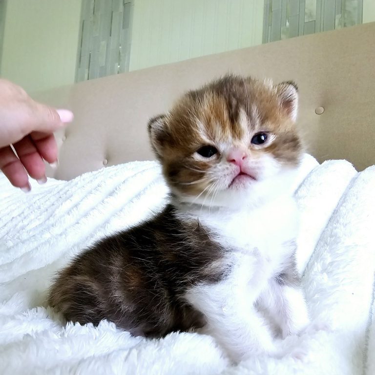 Show-quality Scottish Straight kitten from Philadelphia.