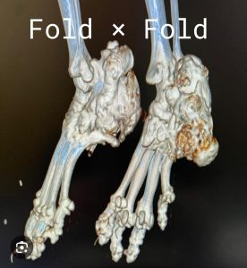 X-ray image of severe bone deformation caused by Scottish Fold × Scottish Fold mating – osteochondrodysplasia example