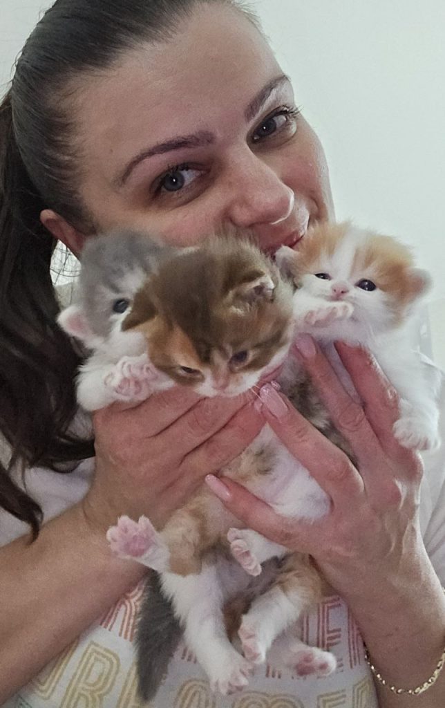 Woman holding three Scottish Straight kittens, BestOfTheBest Cattery, Philadelphia