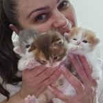 Woman holding three Scottish Straight kittens, BestOfTheBest Cattery, Philadelphia