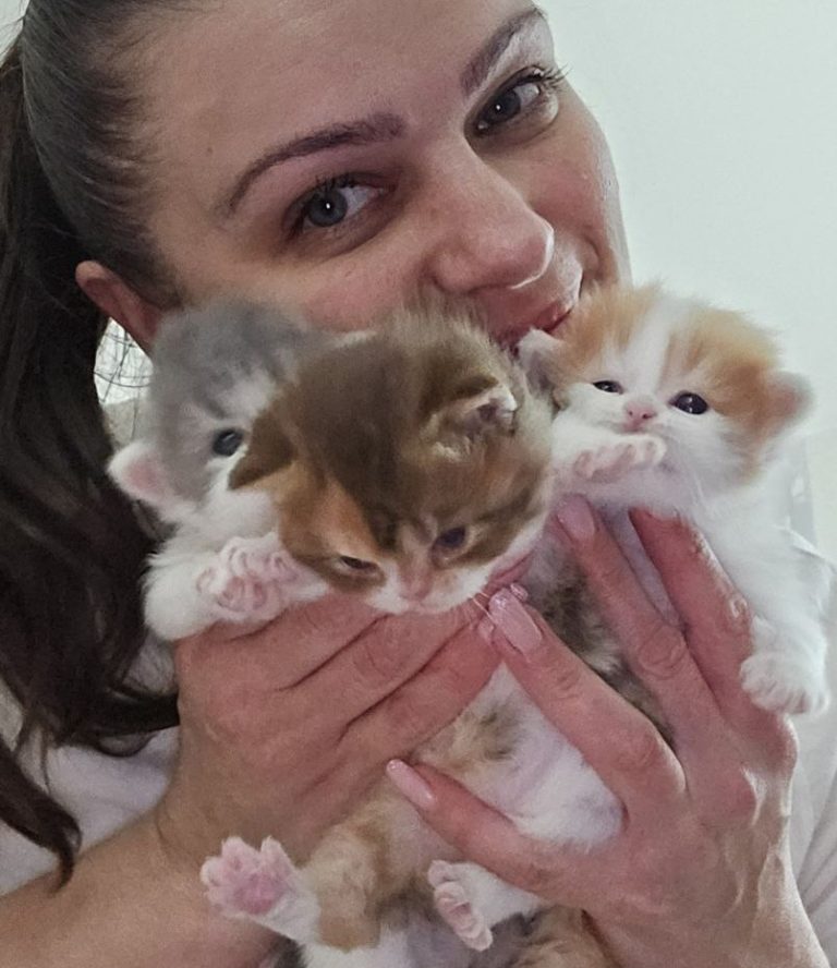 Woman holding three Scottish Straight kittens, BestOfTheBest Cattery, Philadelphia