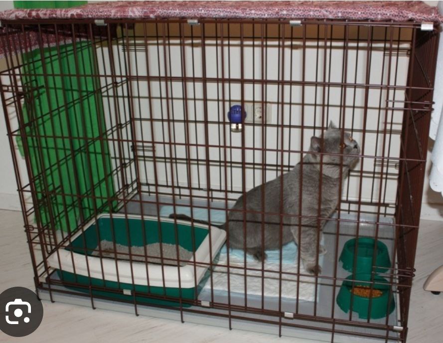 Cat sitting in a cage – typical condition in irresponsible backyard breeding