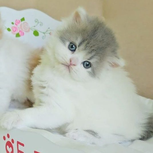 Scottish Straight longhair boy, blue tabby with white