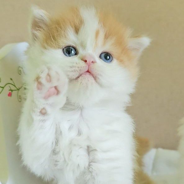 Scottish Straight longhair male kitten, red marble tabby with white