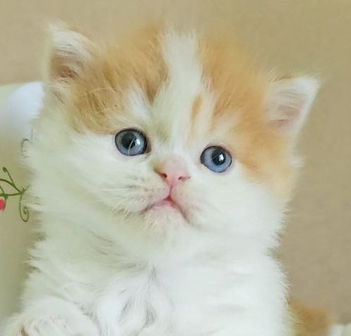 Scottish Straight longhair kitten, male, red tabby with white