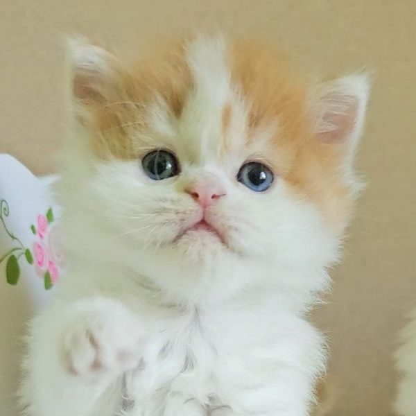 Scottish Straight longhair male kitten, red classic tabby with white