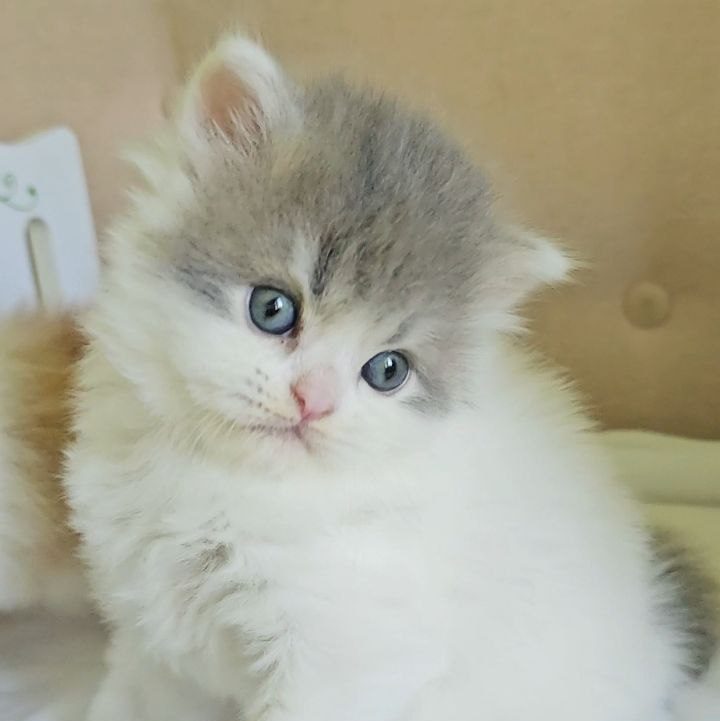 Scottish Straight longhair kitten, male, blue tabby with white