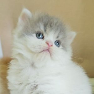 Scottish Straight male kitten, blue tabby (gray striped) with white, longhair