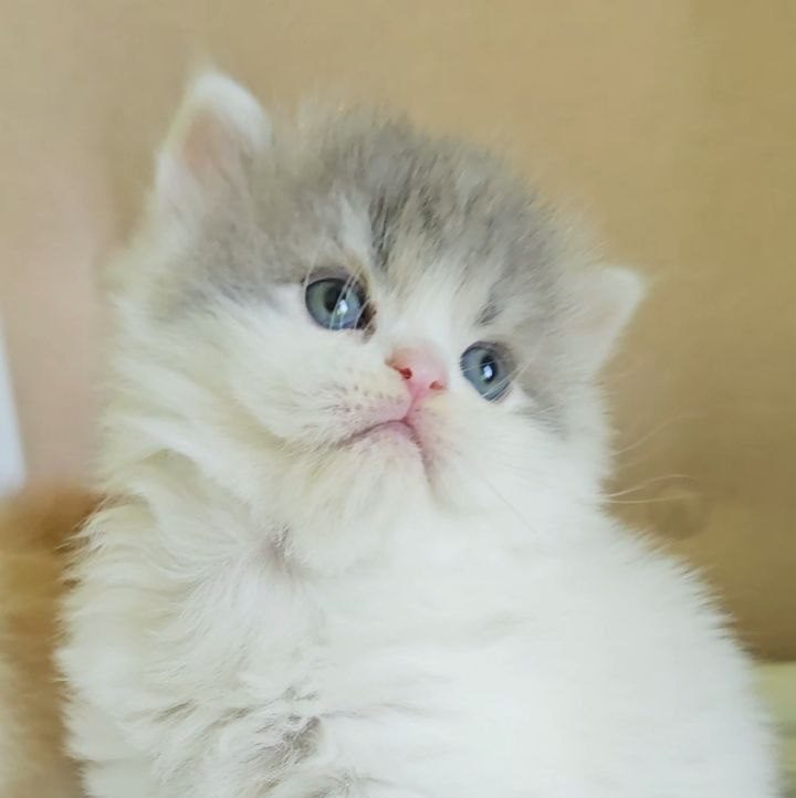 Scottish Straight male kitten, blue tabby (gray striped) with white, longhair