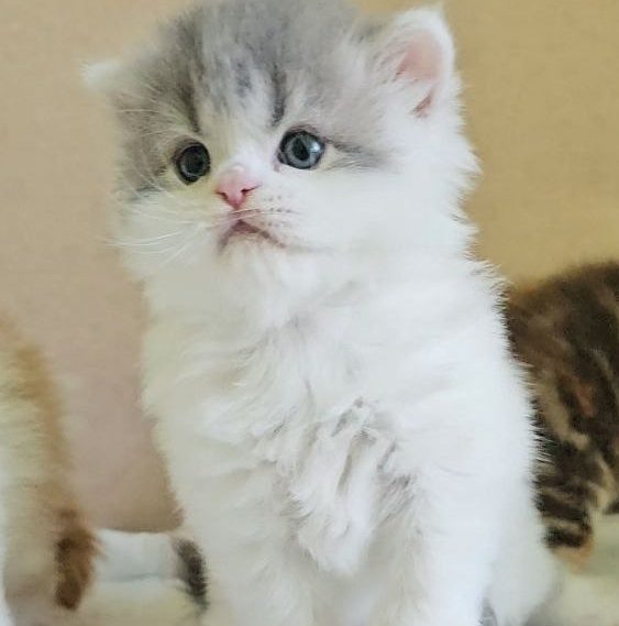 Scottish Straight longhair male kitten, blue (gray) tabby with white, BestOfTheBest Cattery