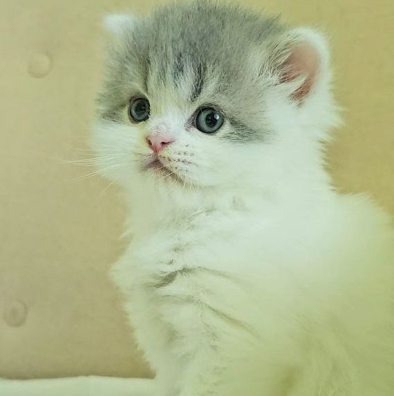 Scottish Straight longhair kitten, male, gray (blue) tabby with white