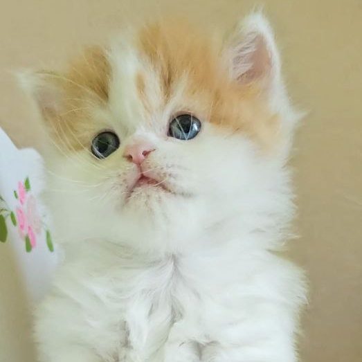 Long hair Scottish Straight male kitten, red classic tabby with white, BestOfTheBest Cattery
