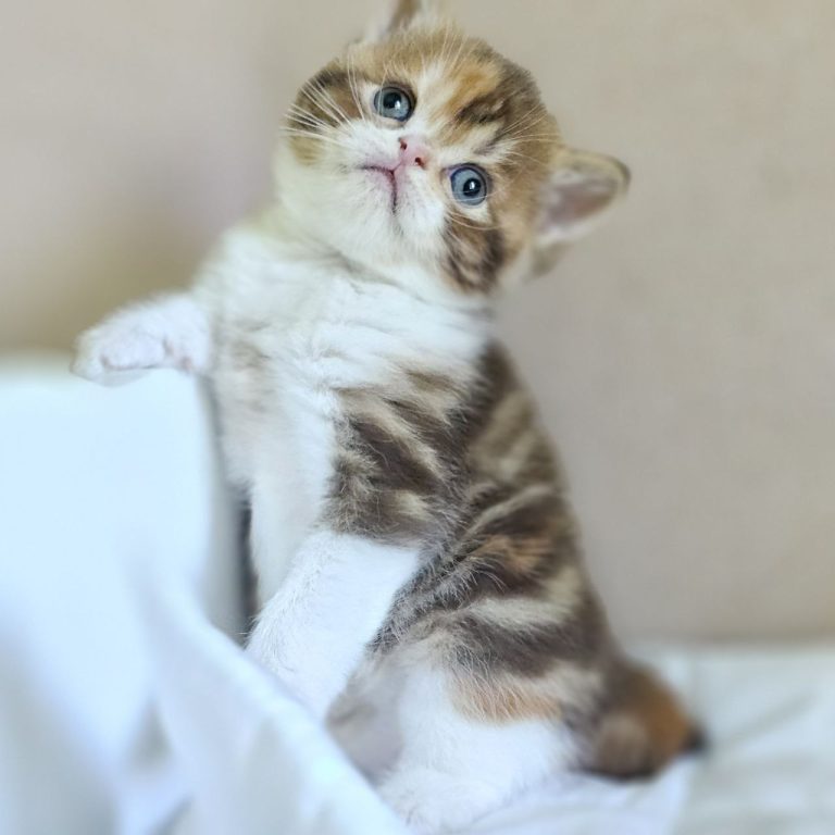 Tricolor Scottish Straight shorthair kitten with white, BestOfTheBest Cattery