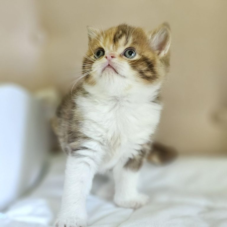 Scottish Straight kitten female, chocolate-red marble with white, BestOfTheBest Cattery USA