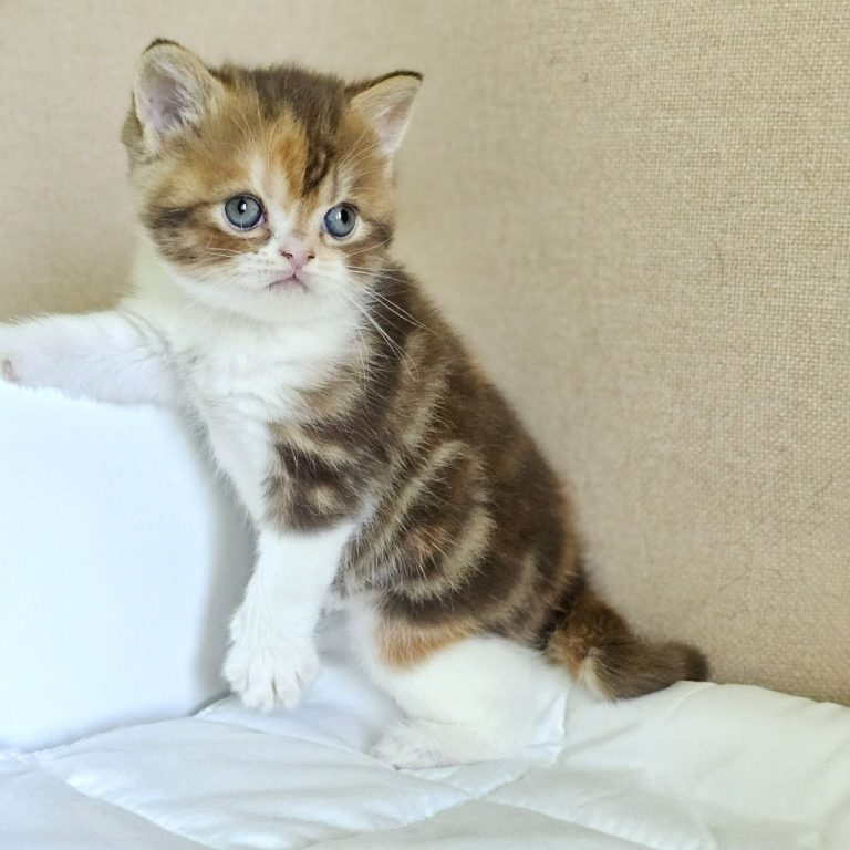 Scottish Straight shorthair female with rare marble chocolate-red and white coat, BestOfTheBest Cattery