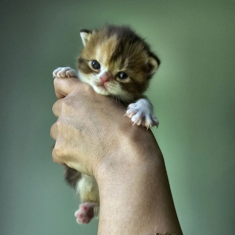 Adorable baby kitten with chocolate and white fur, looking lovingly at the camera.