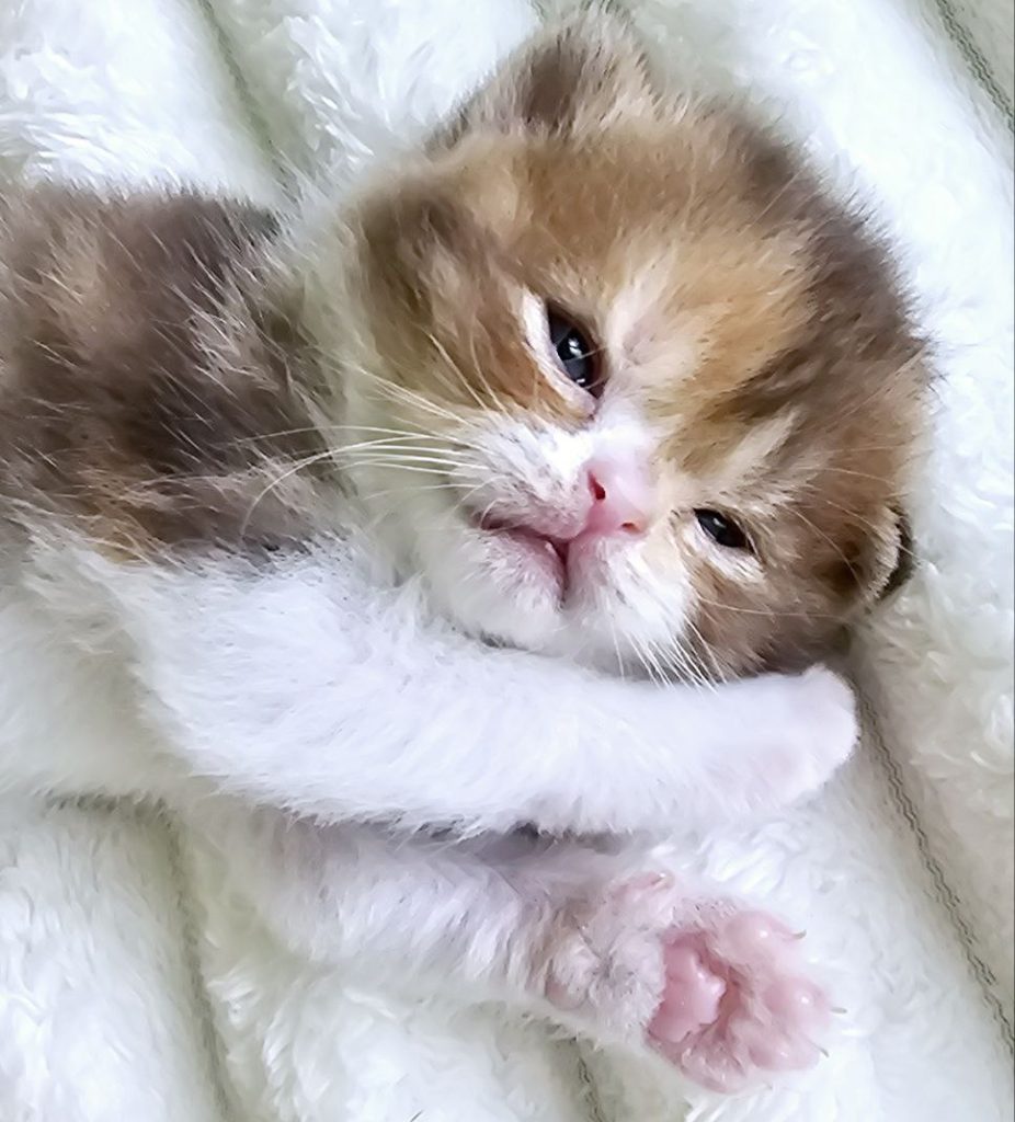 Wendy – Scottish Straight female kitten born May 17, 2025.