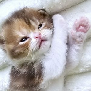 Wendy – Scottish Straight female kitten born May 17, 2025.