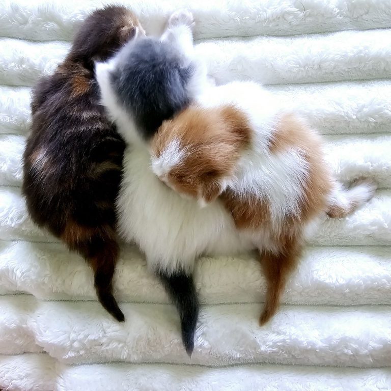 Sleeping Scottish Straight kittens showing colorful tails – chocolate, blue, and red bicolor – BestOfTheBest Pennsylvania