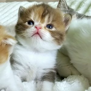 Chocolate red and white Scottish Straight kitten in Philadelphia cattery.
