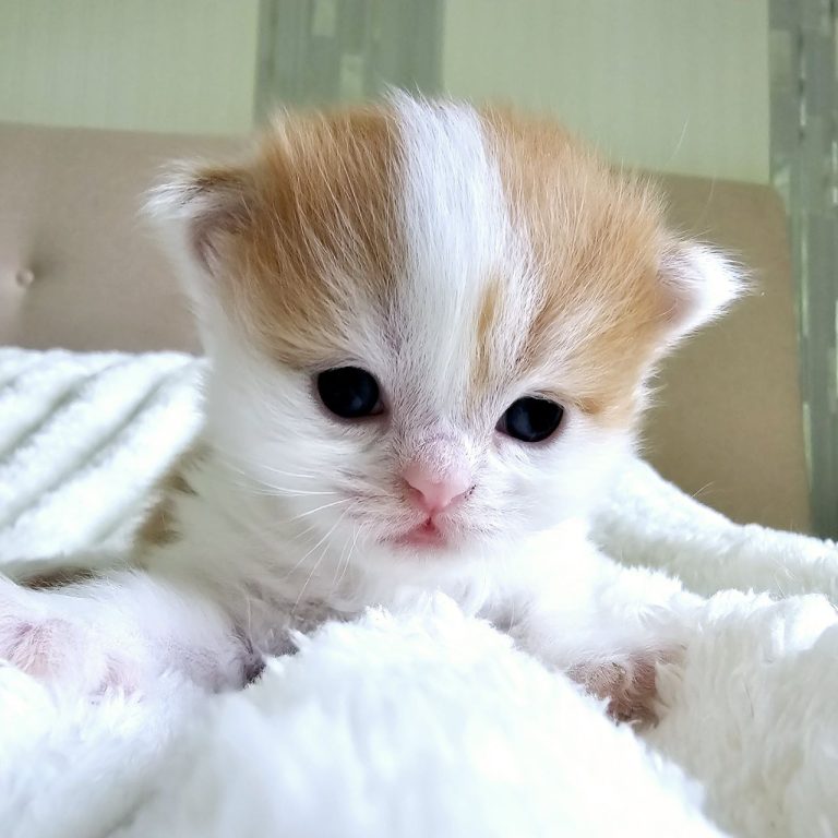Scottish Straight kitten Winton – Red tabby bicolor – cuddly male from BestOfTheBest cattery