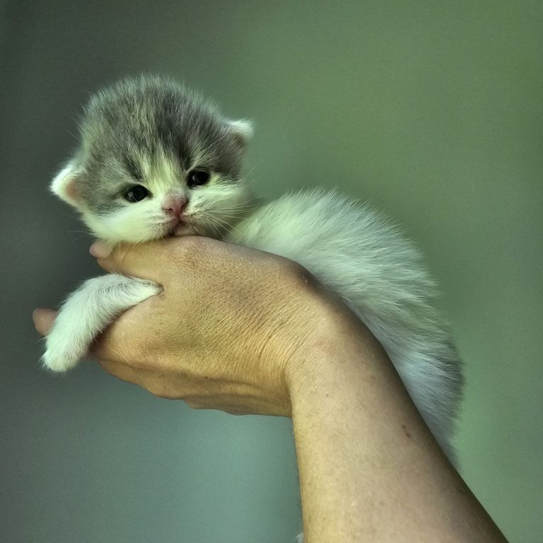 Male Scottish Straight kitten born in Philadelphia, tabby with blue and white fur