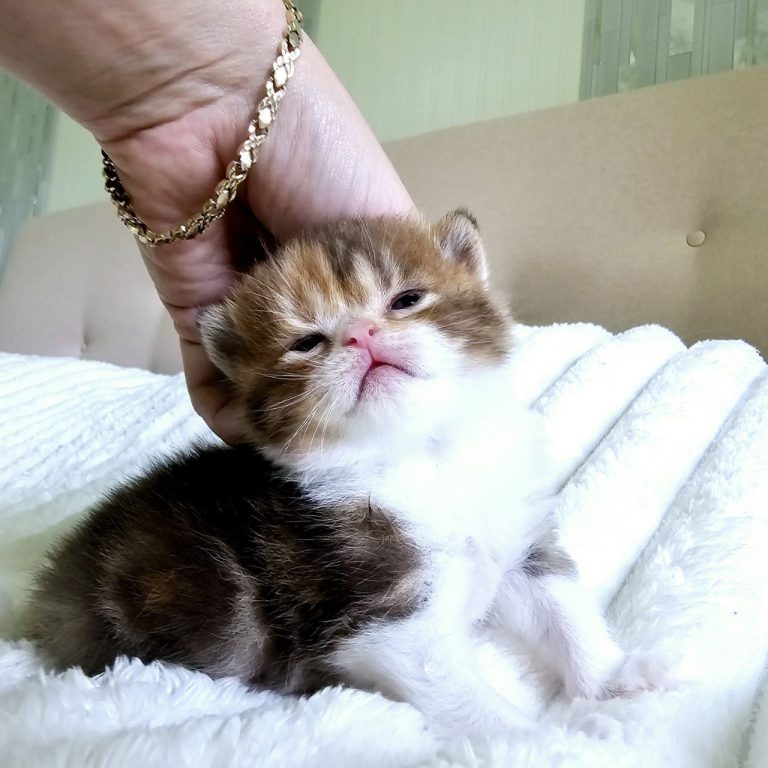Show-quality Scottish Straight kitten from Philadelphia.