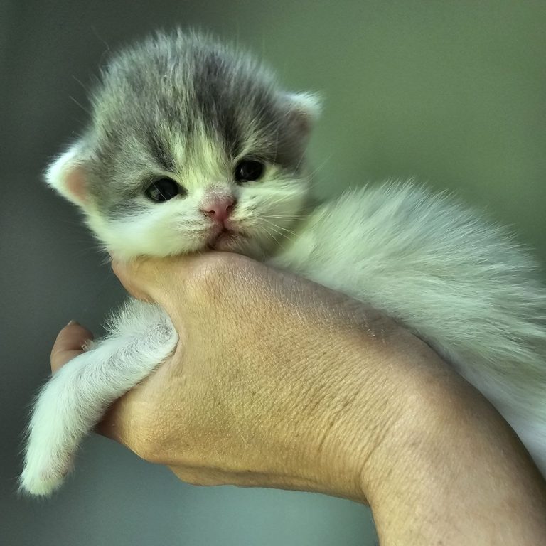 Fluffy white kitten with blue tabby cap and sweet expression.