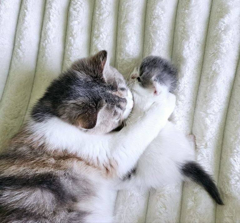 Mother Scottish cat cuddling her kitten – tenderness and love – BestOfTheBest cattery Pennsylvania