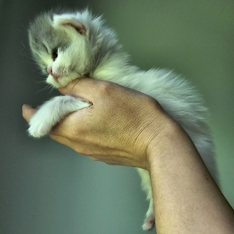 Unique Scottish Straight kitten with tabby markings and blue head.