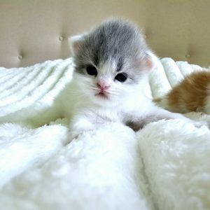 Pedigree Scottish Straight kitten with classic tabby 'M' forehead mark.