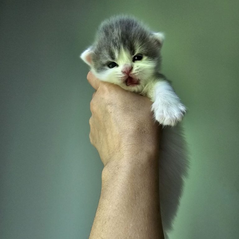 Sweet male kitten with white fur and gray-blue tabby head.