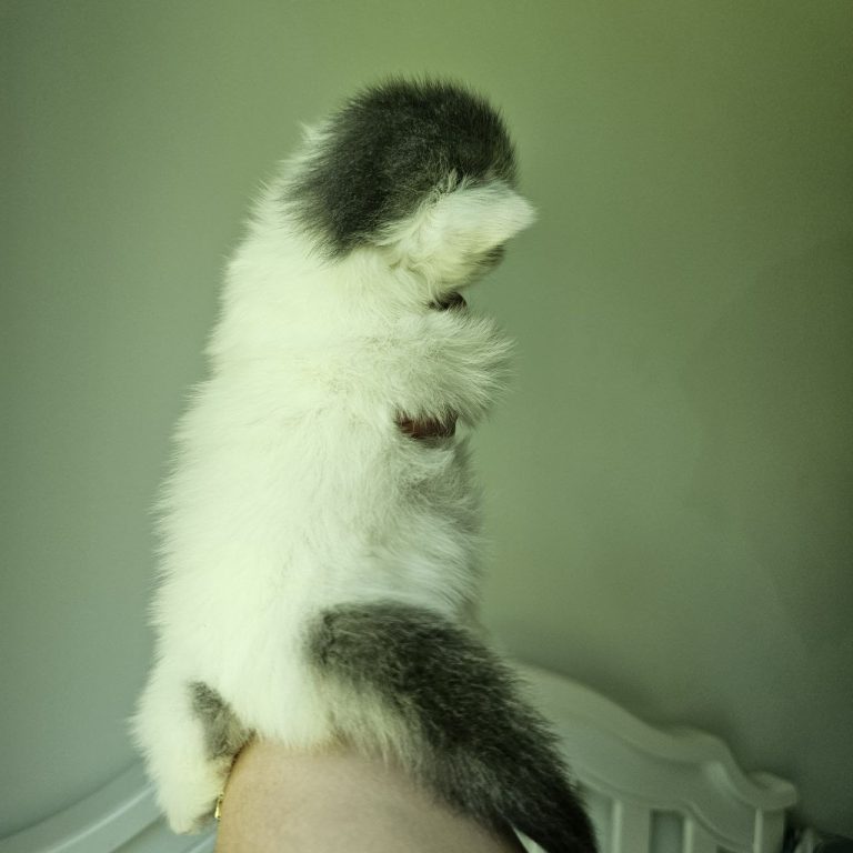 Scottish Straight kitten with white coat and blue tabby head and tail.