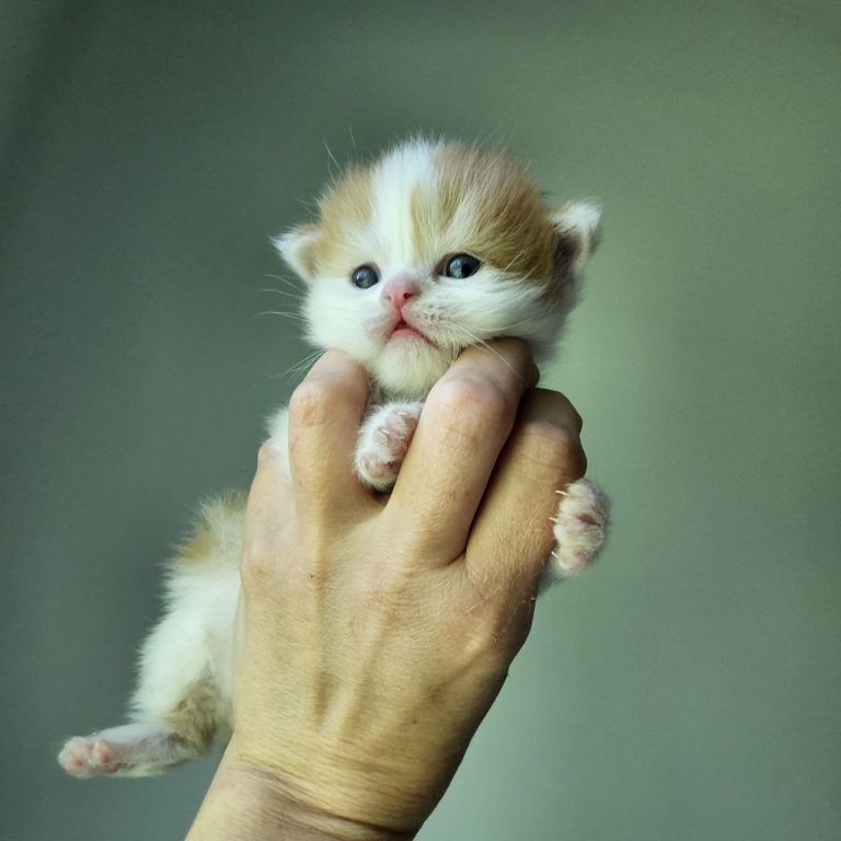Winton – male red tabby and white Scottish Straight kitten from cattery in Philadelphia